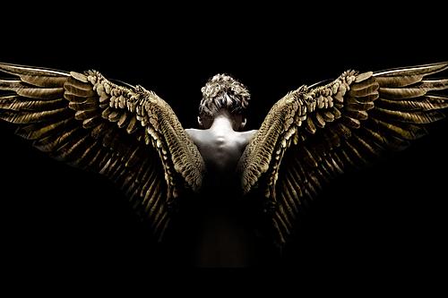 Temp Glass w/Foil – Wing Spread