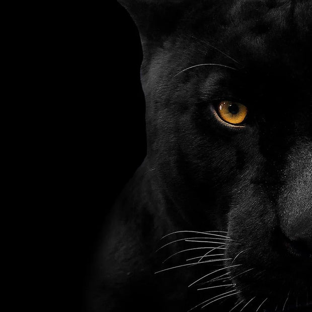 Temp Glass w/ Foil – Panther Face